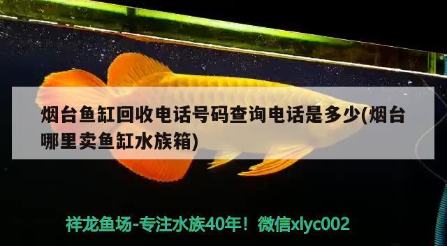 煙臺魚缸回收電話號碼查詢電話是多少(煙臺哪里賣魚缸水族箱) 魚缸/水族箱