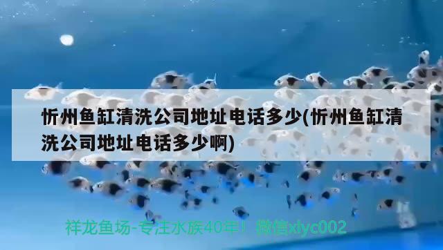 忻州魚缸清洗公司地址電話多少(忻州魚缸清洗公司地址電話多少啊)