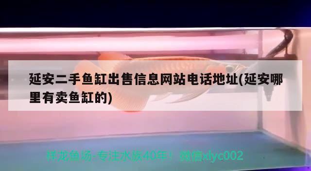 延安二手魚缸出售信息網站電話地址(延安哪里有賣魚缸的) 豹紋夫魚苗