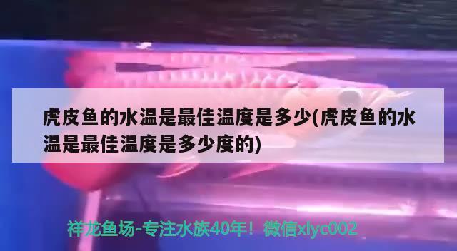 虎皮魚的水溫是最佳溫度是多少(虎皮魚的水溫是最佳溫度是多少度的) 觀賞魚