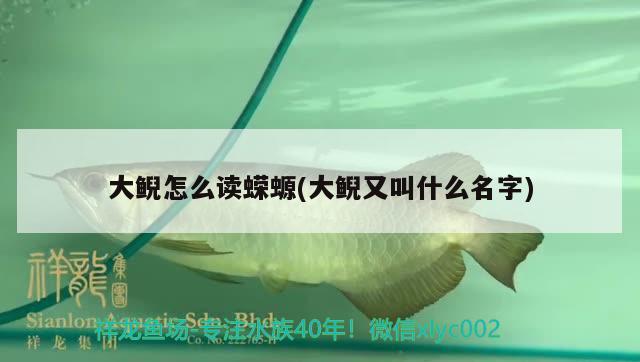 大鯢怎么讀蠑螈(大鯢又叫什么名字) 觀賞魚(yú) 第1張