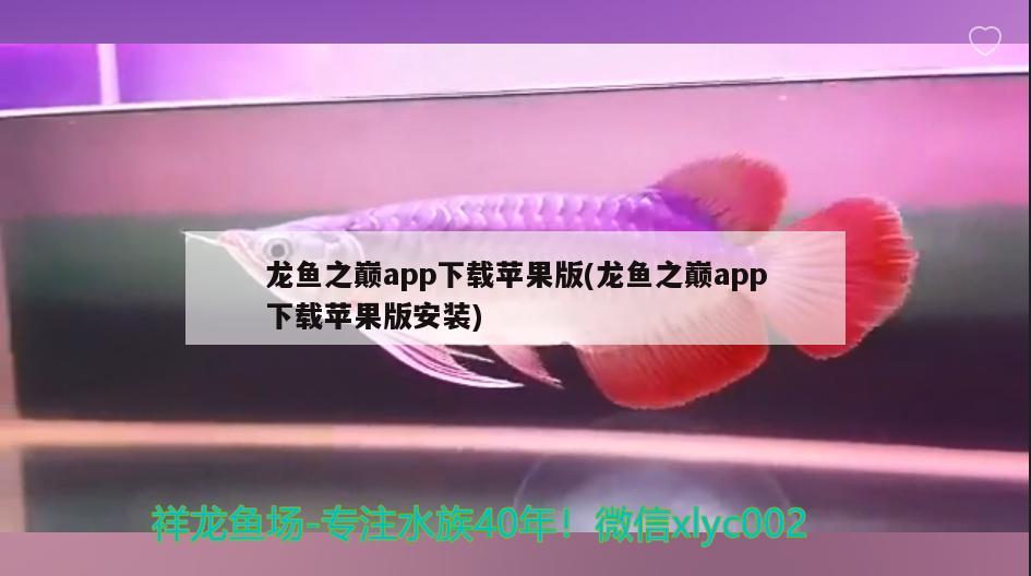 龍魚之巔app下載蘋果版(龍魚之巔app下載蘋果版安裝) 觀賞魚