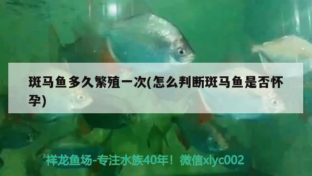 斑馬魚多久繁殖一次(怎么判斷斑馬魚是否懷孕)