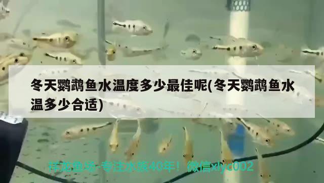 冬天鸚鵡魚水溫度多少最佳呢(冬天鸚鵡魚水溫多少合適) 鸚鵡魚