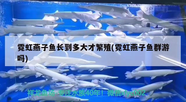 霓虹燕子魚(yú)長(zhǎng)到多大才繁殖(霓虹燕子魚(yú)群游嗎)