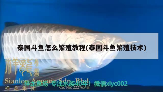 泰國(guó)斗魚怎么繁殖教程(泰國(guó)斗魚繁殖技術(shù))