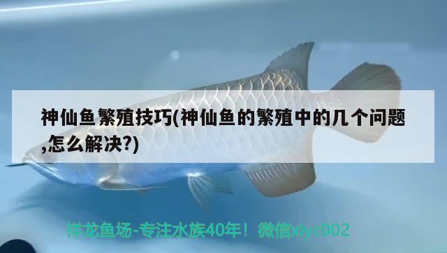 神仙魚(yú)繁殖技巧(神仙魚(yú)的繁殖中的幾個(gè)問(wèn)題,怎么解決?)