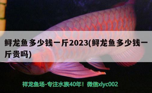 鱘龍魚多少錢一斤2023(鱘龍魚多少錢一斤貴嗎) 觀賞魚