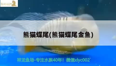 熊貓蝶尾(熊貓蝶尾金魚) 觀賞魚