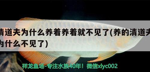 清道夫?yàn)槭裁答B(yǎng)著養(yǎng)著就不見了(養(yǎng)的清道夫?yàn)槭裁床灰娏?