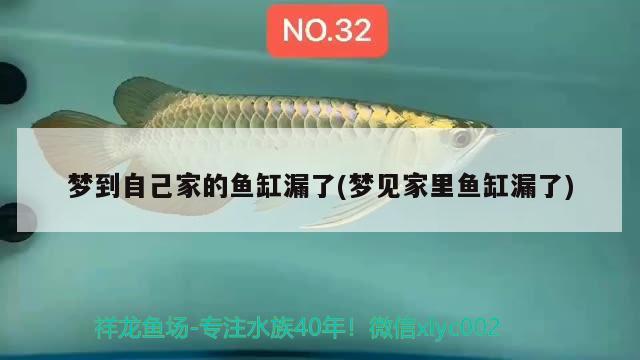 夢(mèng)到自己家的魚缸漏了(夢(mèng)見家里魚缸漏了) 刀魚魚