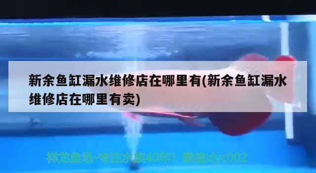 新余魚(yú)缸漏水維修店在哪里有(新余魚(yú)缸漏水維修店在哪里有賣(mài)) 噴點(diǎn)菠蘿魚(yú)