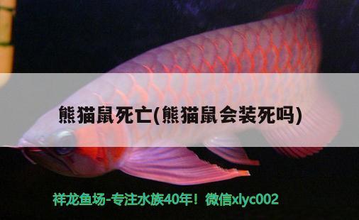 熊貓鼠死亡(熊貓鼠會裝死嗎) 觀賞魚