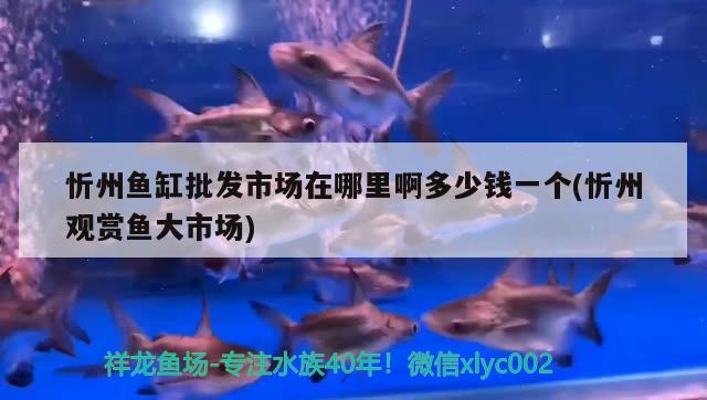 忻州魚缸批發(fā)市場在哪里啊多少錢一個(忻州觀賞魚大市場)