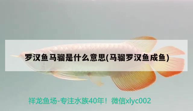 羅漢魚馬騮是什么意思(馬騮羅漢魚成魚)