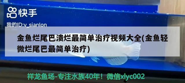 金魚爛尾巴潰爛最簡單治療視頻大全(金魚輕微爛尾巴最簡單治療)