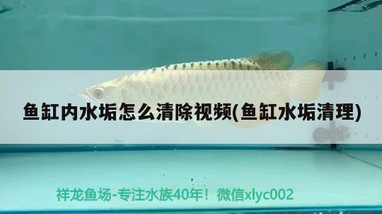 魚(yú)缸內(nèi)水垢怎么清除視頻(魚(yú)缸水垢清理)