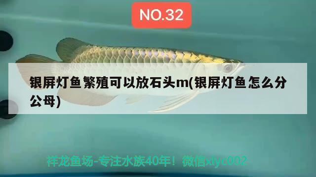 銀屏燈魚繁殖可以放石頭m(銀屏燈魚怎么分公母)