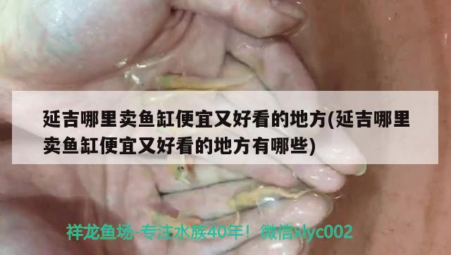 延吉哪里賣魚缸便宜又好看的地方(延吉哪里賣魚缸便宜又好看的地方有哪些)