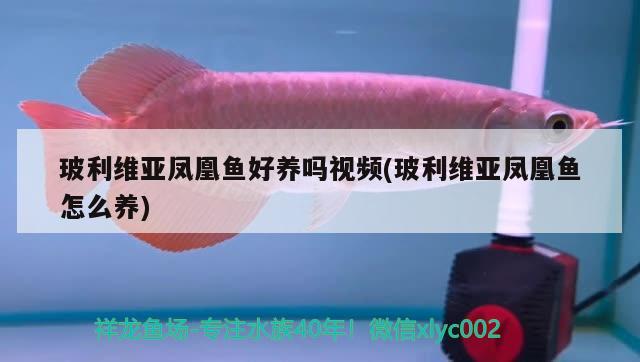 玻利維亞鳳凰魚(yú)好養(yǎng)嗎視頻(玻利維亞鳳凰魚(yú)怎么養(yǎng)) 觀賞魚(yú)