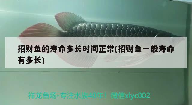 招財(cái)魚(yú)的壽命多長(zhǎng)時(shí)間正常(招財(cái)魚(yú)一般壽命有多長(zhǎng))