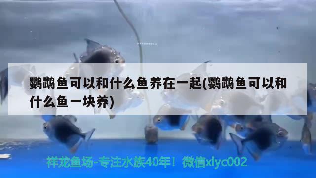 鸚鵡魚(yú)可以和什么魚(yú)養(yǎng)在一起(鸚鵡魚(yú)可以和什么魚(yú)一塊養(yǎng)) 鸚鵡魚(yú)