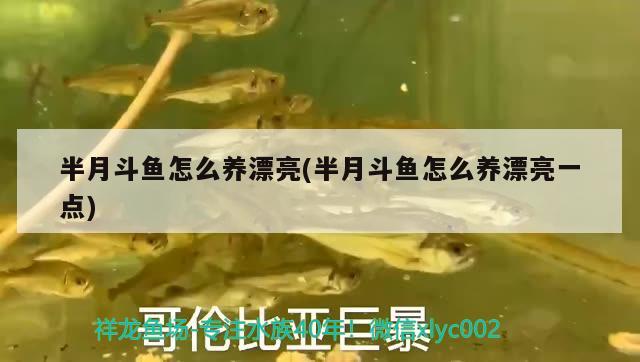 半月斗魚怎么養(yǎng)漂亮(半月斗魚怎么養(yǎng)漂亮一點) 觀賞魚