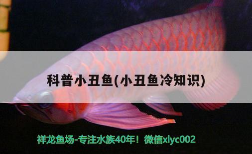 科普小丑魚(yú)(小丑魚(yú)冷知識(shí))