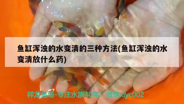 魚(yú)缸渾濁的水變清的三種方法(魚(yú)缸渾濁的水變清放什么藥) 觀賞魚(yú)