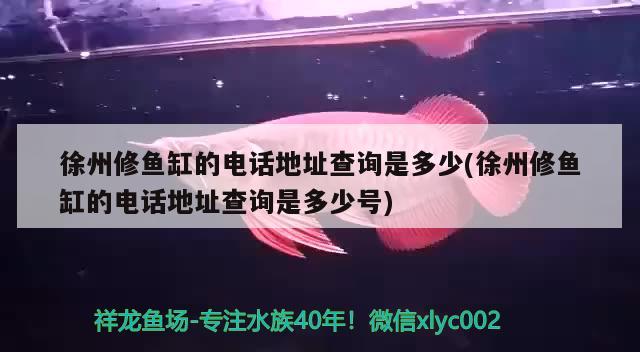 徐州修魚缸的電話地址查詢是多少(徐州修魚缸的電話地址查詢是多少號) 龍魚百科