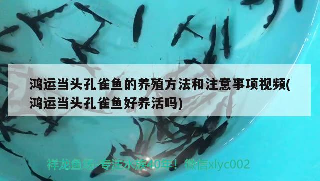 鴻運(yùn)當(dāng)頭孔雀魚的養(yǎng)殖方法和注意事項(xiàng)視頻(鴻運(yùn)當(dāng)頭孔雀魚好養(yǎng)活嗎) 觀賞魚