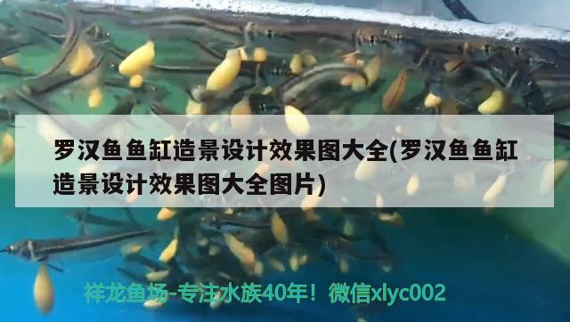 羅漢魚魚缸造景設(shè)計(jì)效果圖大全(羅漢魚魚缸造景設(shè)計(jì)效果圖大全圖片) 羅漢魚