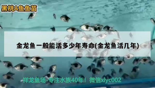 金龍魚一般能活多少年壽命(金龍魚活幾年) 觀賞魚