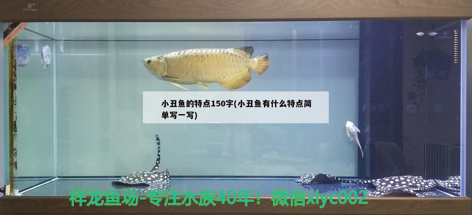 小丑魚的特點150字(小丑魚有什么特點簡單寫一寫)