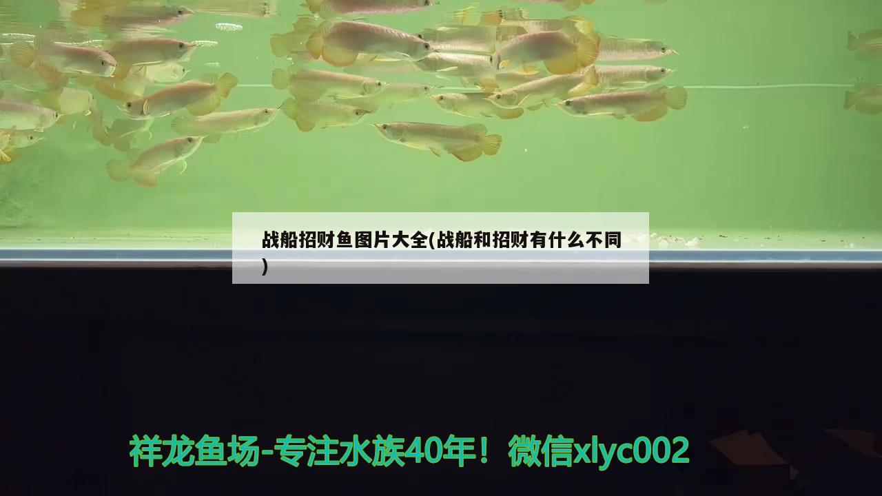 戰(zhàn)船招財魚圖片大全(戰(zhàn)船和招財有什么不同)