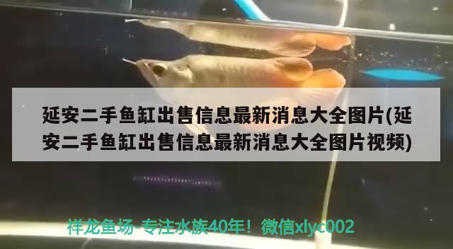 延安二手魚缸出售信息最新消息大全圖片(延安二手魚缸出售信息最新消息大全圖片視頻)