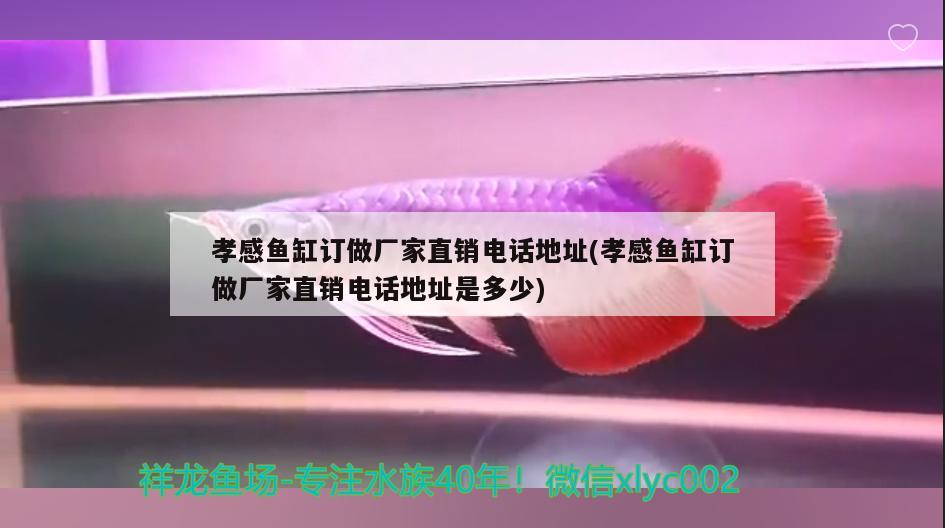 孝感魚缸訂做廠家直銷電話地址(孝感魚缸訂做廠家直銷電話地址是多少) 奈及利亞紅圓點(diǎn)狗頭