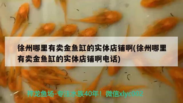 徐州哪里有賣金魚缸的實體店鋪啊(徐州哪里有賣金魚缸的實體店鋪啊電話) 羽毛刀魚苗