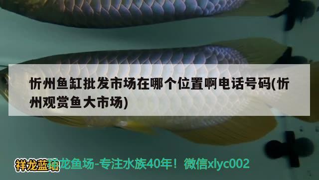 忻州魚缸批發(fā)市場在哪個位置啊電話號碼(忻州觀賞魚大市場)