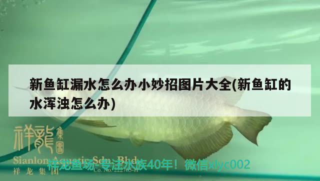 新魚缸漏水怎么辦小妙招圖片大全(新魚缸的水渾濁怎么辦) 皇冠黑白魟魚