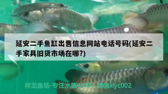 延安二手魚缸出售信息網(wǎng)站電話號(hào)碼(延安二手家具舊貨市場在哪?)