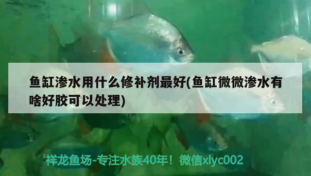 魚缸滲水用什么修補劑最好(魚缸微微滲水有啥好膠可以處理) 熱帶魚魚苗批發(fā)