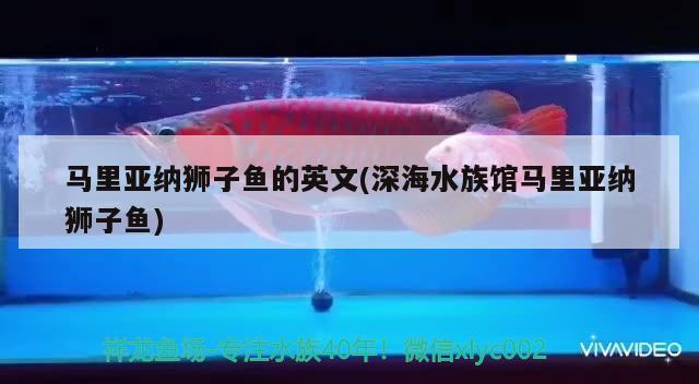 馬里亞納獅子魚的英文(深海水族館馬里亞納獅子魚)