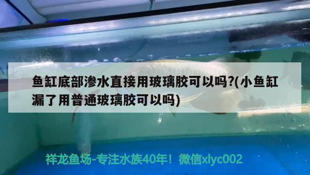 魚缸底部滲水直接用玻璃膠可以嗎?(小魚缸漏了用普通玻璃膠可以嗎) 噴點菠蘿魚