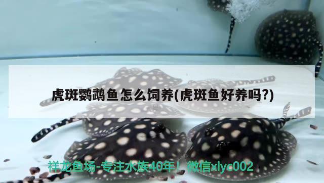 虎斑鸚鵡魚怎么飼養(yǎng)(虎斑魚好養(yǎng)嗎?) 鸚鵡魚