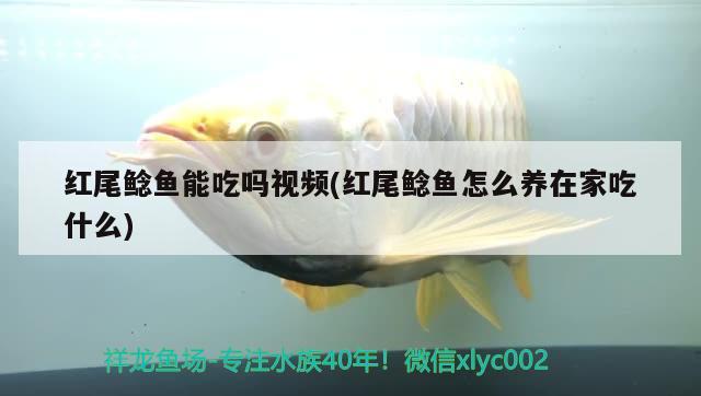 紅尾鯰魚(yú)能吃嗎視頻(紅尾鯰魚(yú)怎么養(yǎng)在家吃什么)