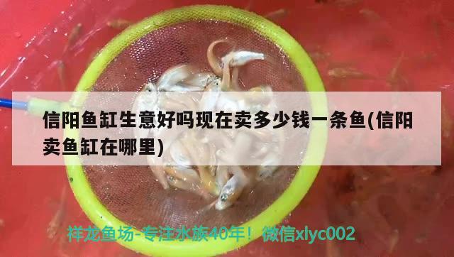 信陽魚缸生意好嗎現(xiàn)在賣多少錢一條魚(信陽賣魚缸在哪里) 孵化器