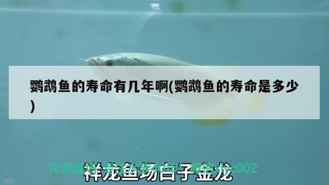 鸚鵡魚的壽命有幾年啊(鸚鵡魚的壽命是多少) 鸚鵡魚