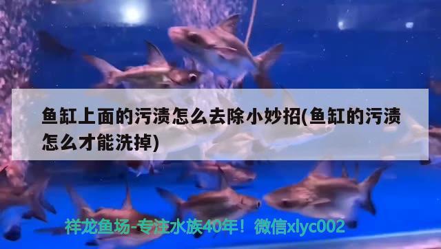 魚缸上面的污漬怎么去除小妙招(魚缸的污漬怎么才能洗掉) 馬拉莫寶石魚苗