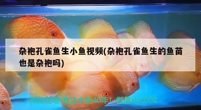 雜袍孔雀魚生小魚視頻(雜袍孔雀魚生的魚苗也是雜袍嗎)